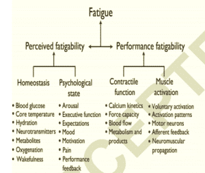 perceived fatigability and performance fatigability