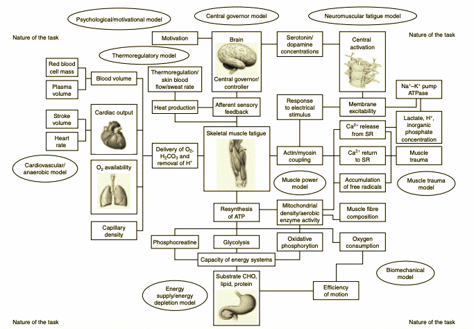 Models to Explain Fatigue 