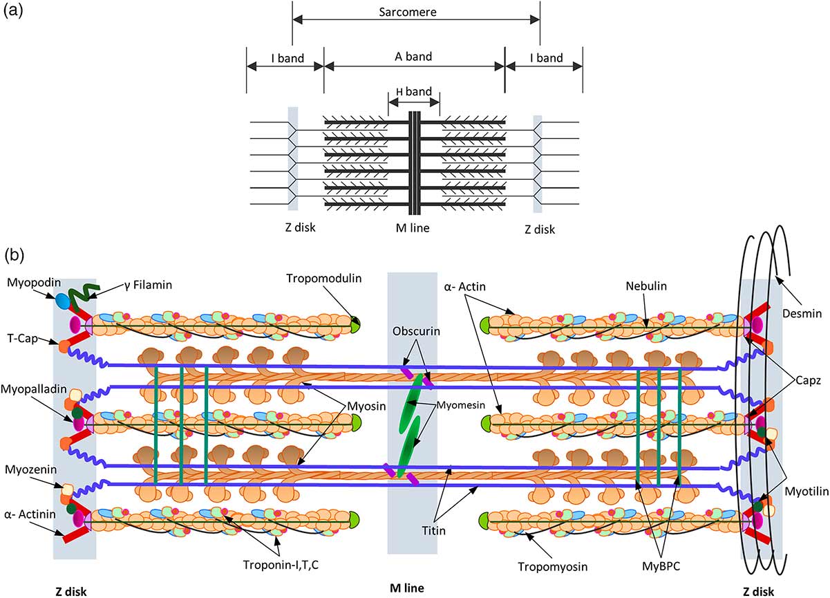 Саркомер. Механизм саркомера. Механик мышечного сокращения саркомеры миофибрилы миозин. Structure of a skeletal muscle sarcomere. M диск саркомера.