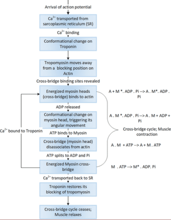 How to Enhance Performance with PAP and Complex Training Methods