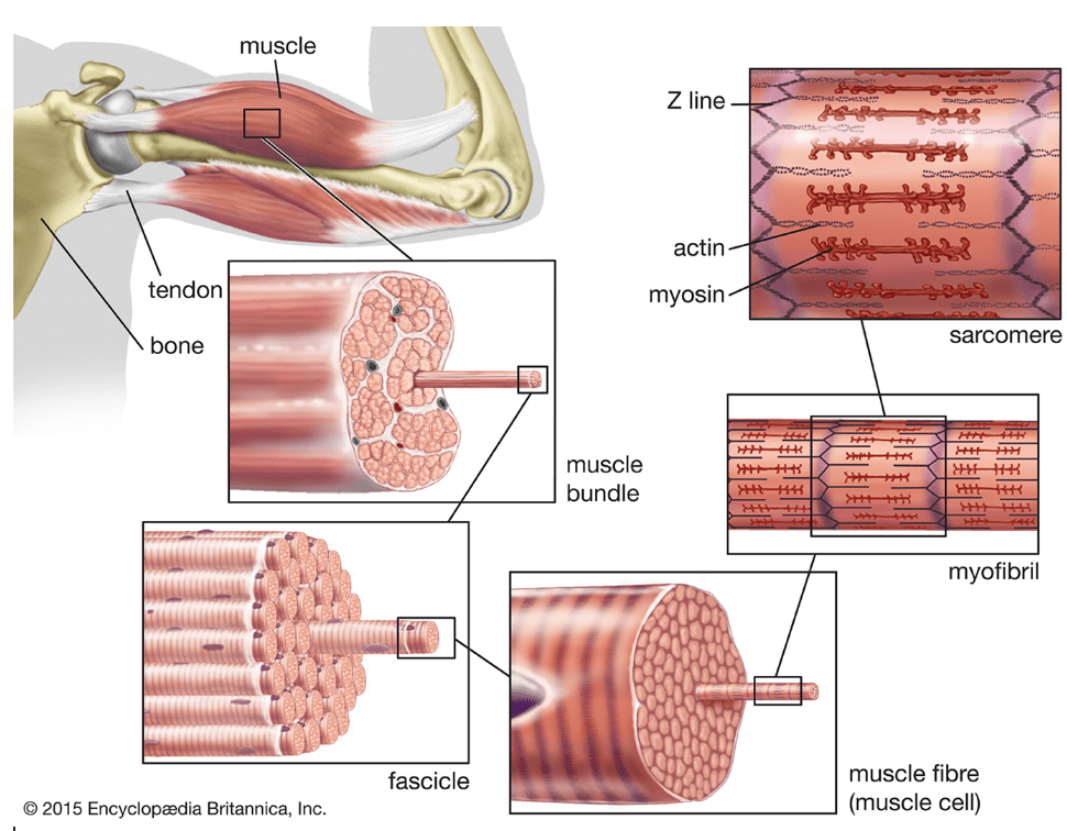 5-ejercicios-para-aumentar-el-tamano-muscular