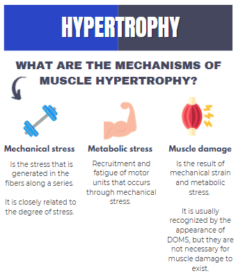  Main mechanisms of hypertrophy 