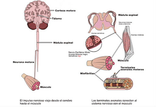 HOW THE BRAIN REACTS WHEN WE DO SPORTS