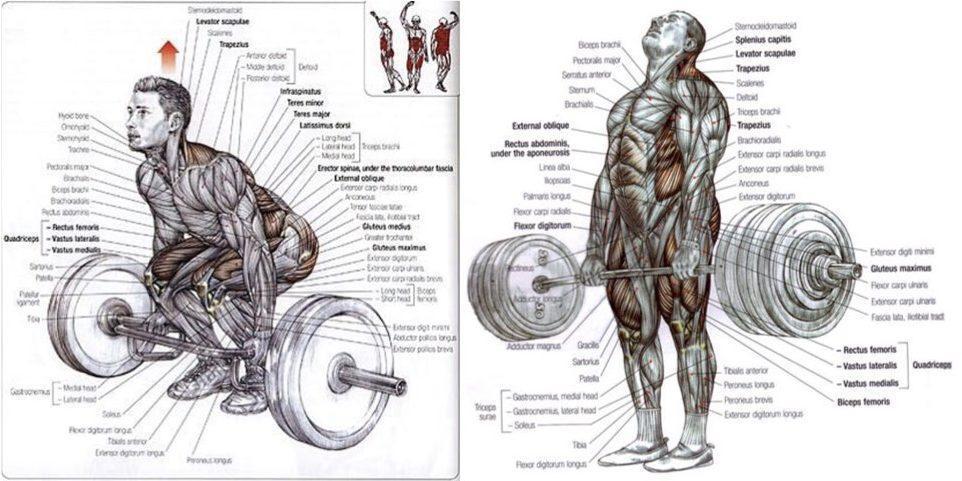 Qué músculos trabajan los deadlifts para aumentar la fuerza y el