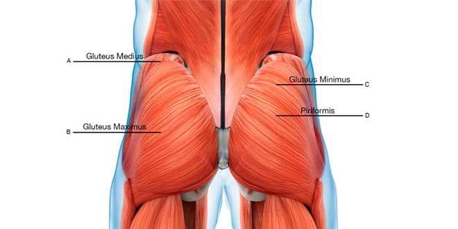 The Importance of Measuring Your Glutes and Hamstrings Workout - Vitruve
