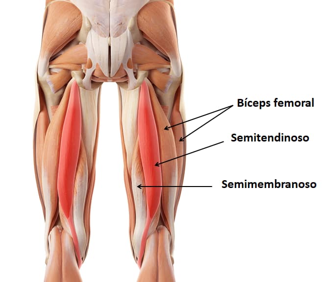 The Importance of Measuring Your Glutes and Hamstrings Workout - Vitruve